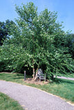 River Birch