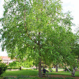 River Birch