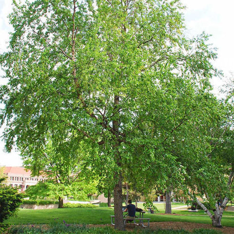 River Birch