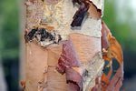 River Birch