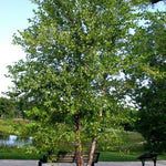 River Birch