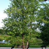 River Birch
