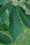 Chinkapin Oak