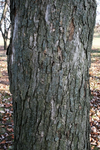 Chinkapin Oak