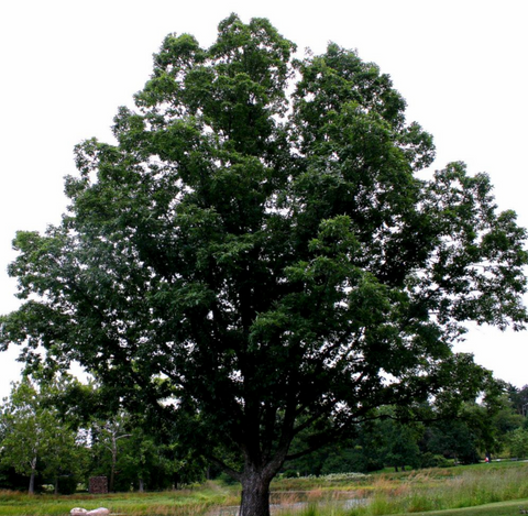 Chinkapin Oak