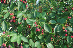 Autumn Brilliance Serviceberry