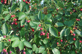 Autumn Brilliance Serviceberry