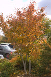 Autumn Brilliance Serviceberry