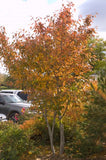 Autumn Brilliance Serviceberry