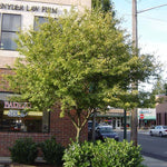 Autumn Brilliance Serviceberry