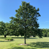 Swamp White Oak