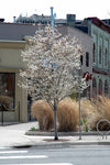 Autumn Brilliance Serviceberry